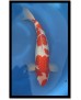 KOHAKU