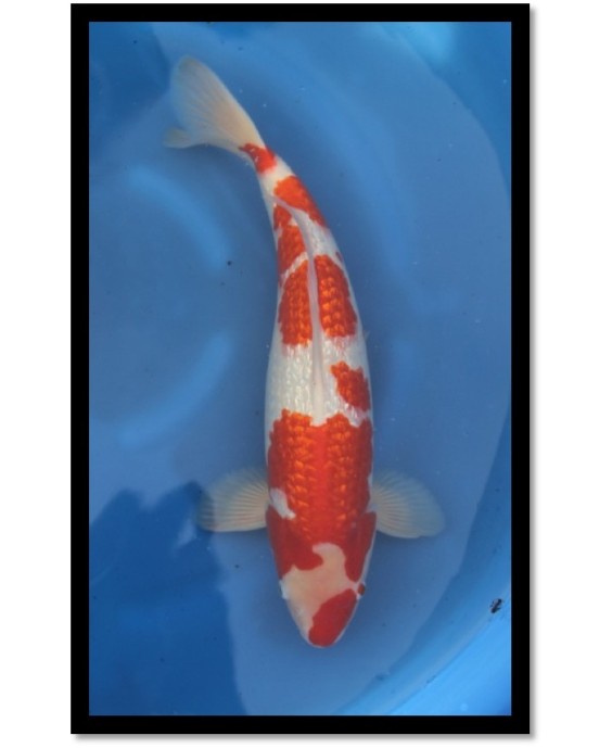 KOHAKU