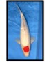 TANCHO KOHAKU