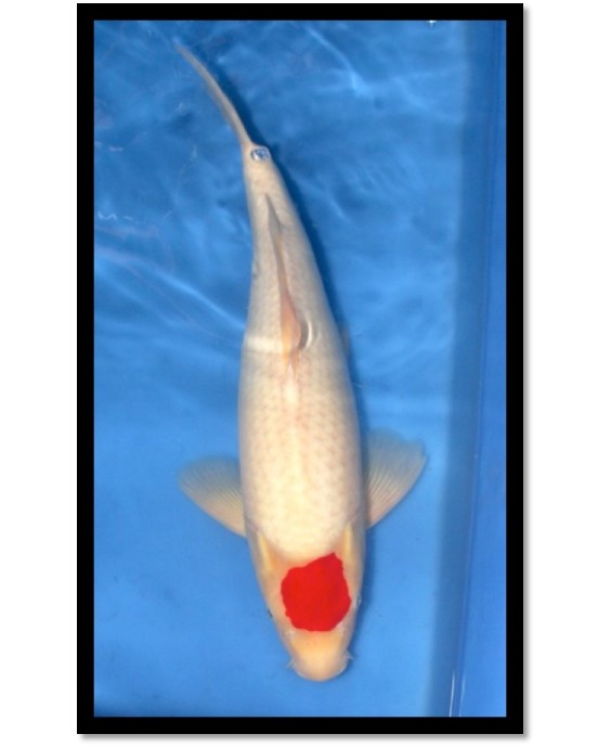 TANCHO KOHAKU