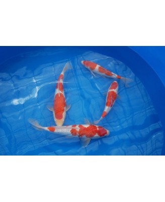 Carpes kois japon tosai