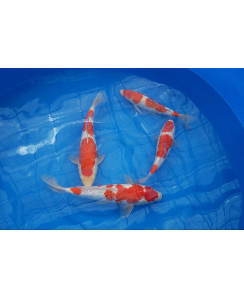 Carpes kois japon tosai