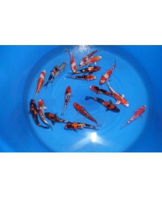 Tosai 16-18 cm Yagenji