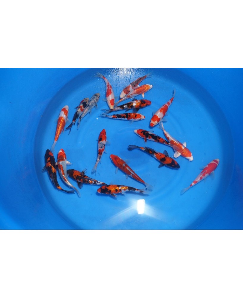 Tosai 16-18 cm Yagenji