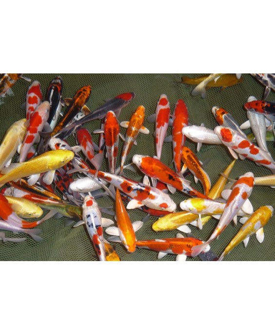 Tosai Aoki 15-18 cm