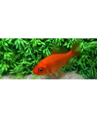 poisson rouge 7-10 cm