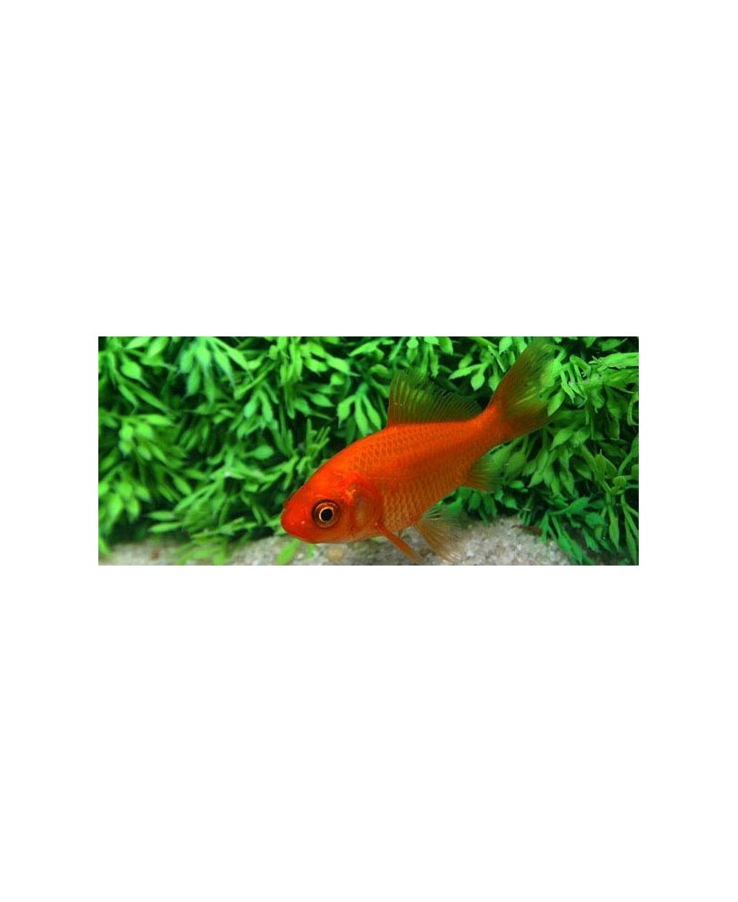 poisson rouge 7-10 cm