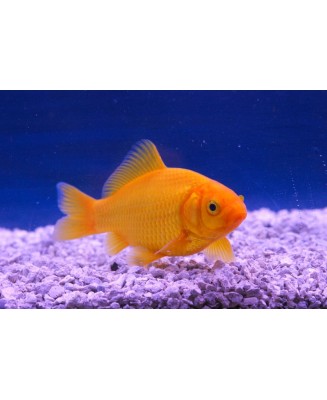 Poisson jaune 7-10 CM