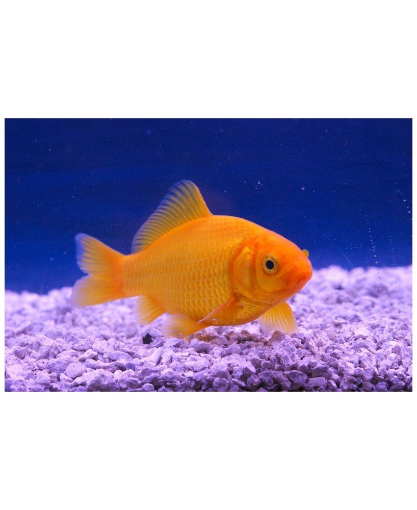 Poisson jaune 7-10 CM