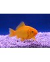 Poisson jaune 14-17 cm