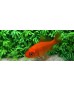 Poisson rouge 15-18 cm
