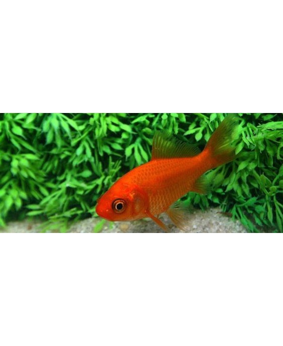 Poisson rouge 15-18 cm