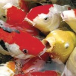 Traitements maladies