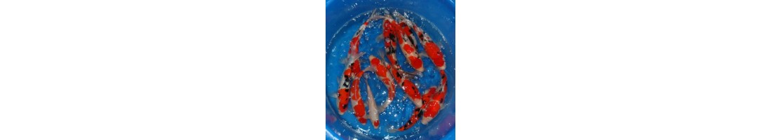 Carpes koïs de 1 an issues des plus grands élevages du Japon