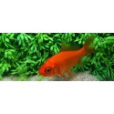 poisson rouge 7-10 cm